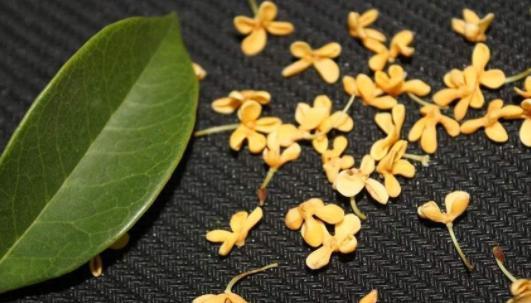 《料理次元》中如何获得桂花？（详解获得方法及使用技巧）