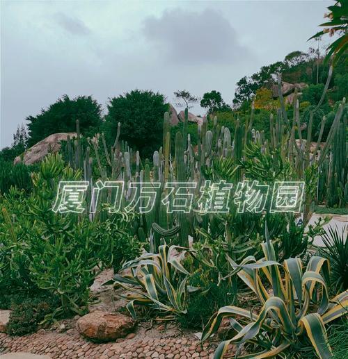 探寻植物世界的奇妙之旅——厦门植物园攻略游戏（从厦门植物园攻略游戏中了解大自然的神奇（）