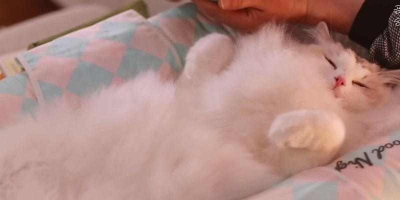 猫咪水疗馆游戏攻略（打造宠物猫咪的奢华水疗时刻，一起享受放松的好时光！）
